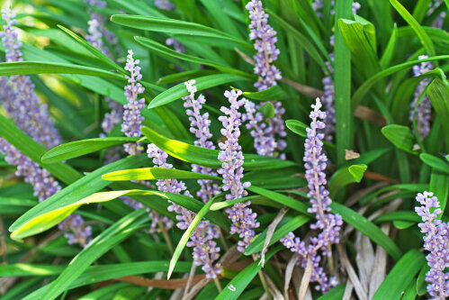 Liriope Muscari 'Evergreen Giant'